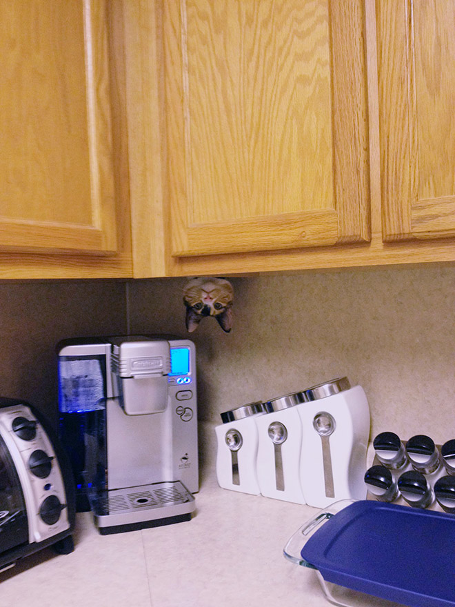 Ninja Cats