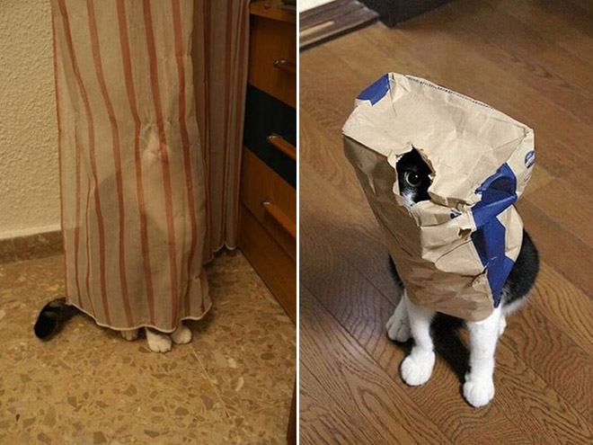 Ninja Cats
