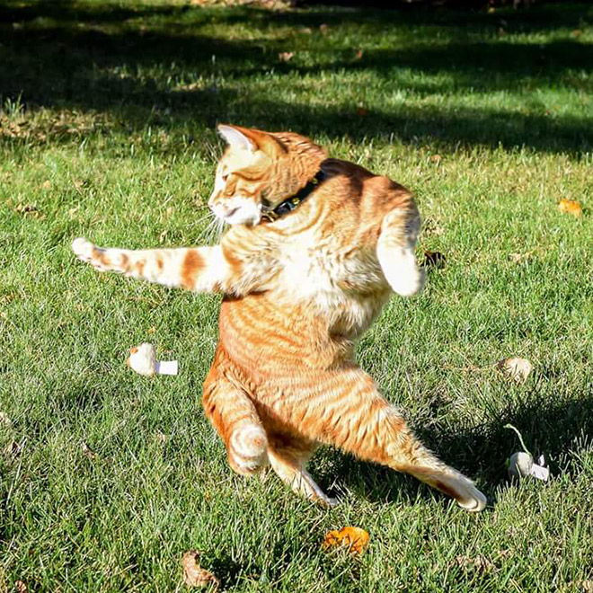 Ninja Cats