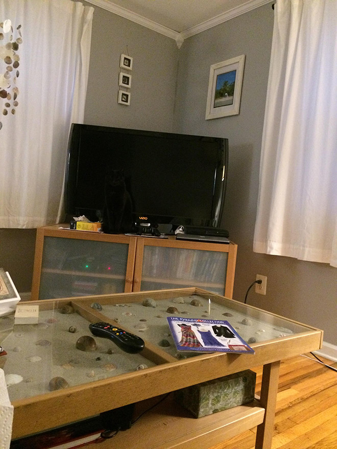 Ninja Cats