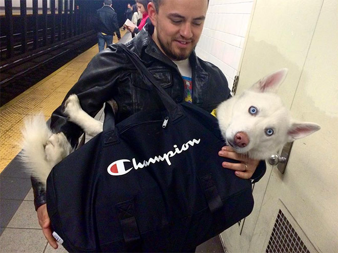 NYC Subway Banned Dogs Unless They Fit In a Bag, So Owners Got Creative