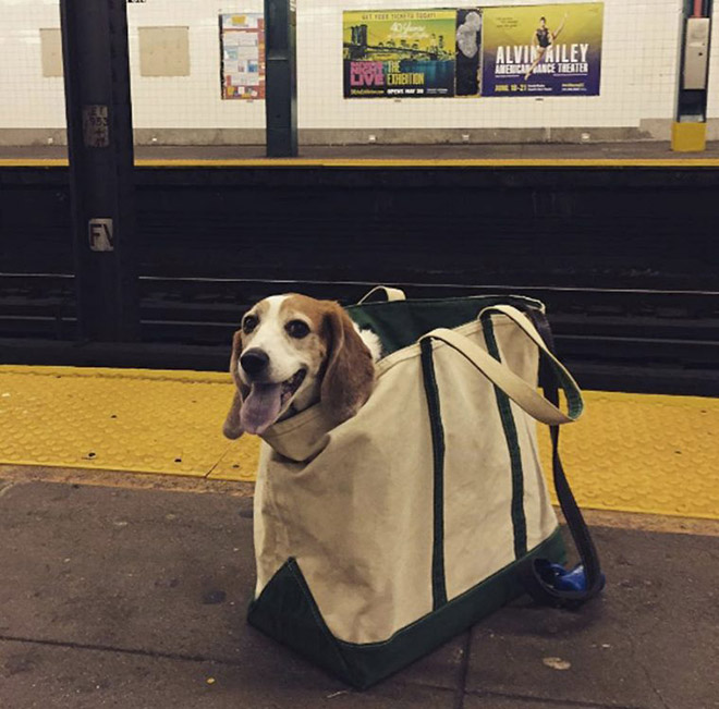 NYC Subway Banned Dogs Unless They Fit In a Bag, So Owners Got Creative