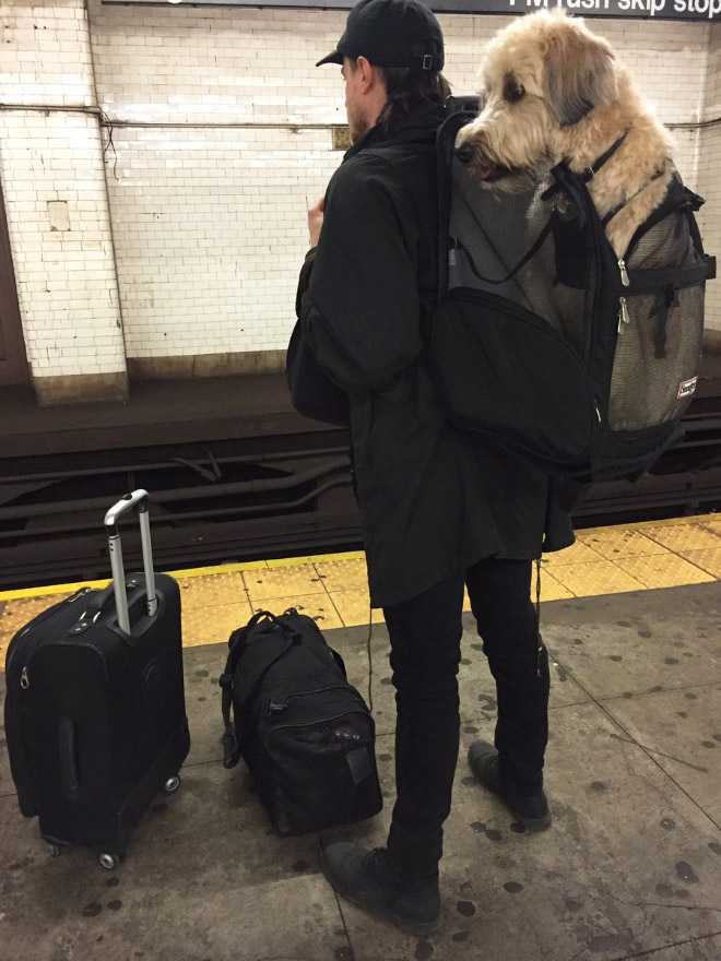 NYC Subway Banned Dogs Unless They Fit In a Bag, So Owners Got Creative