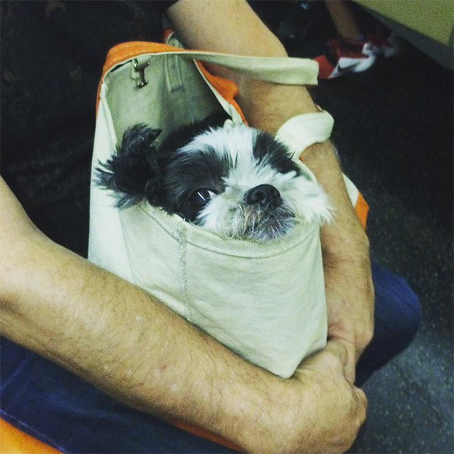 NYC Subway Banned Dogs Unless They Fit In a Bag, So Owners Got Creative