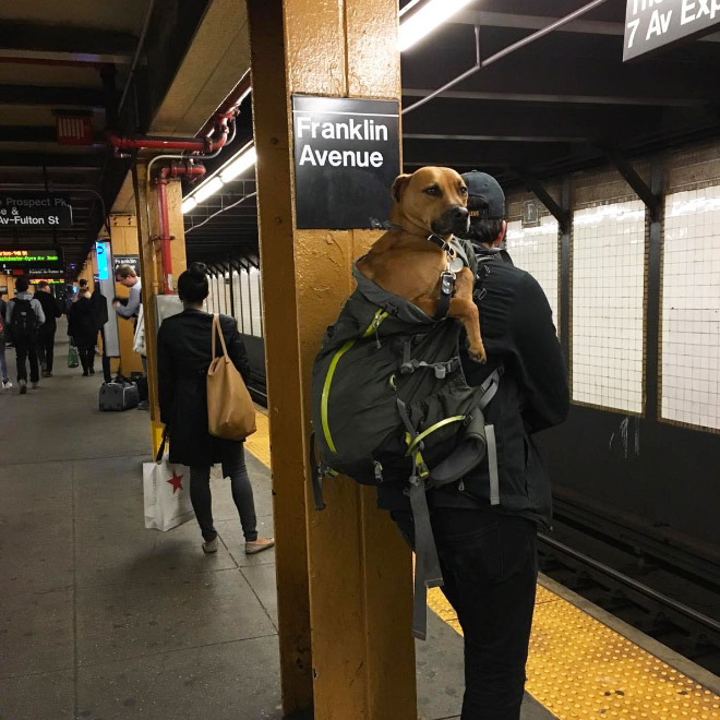 NYC Subway Banned Dogs Unless They Fit In a Bag, So Owners Got Creative