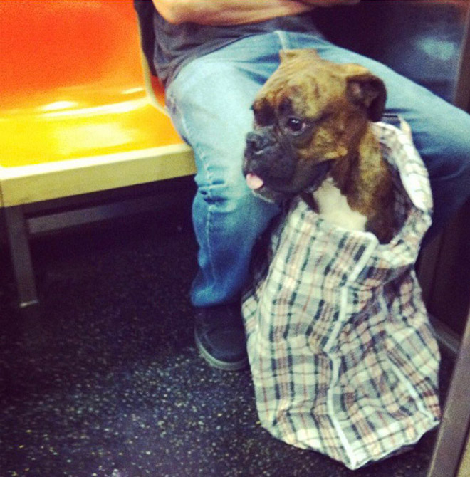 NYC Subway Banned Dogs Unless They Fit In a Bag, So Owners Got Creative
