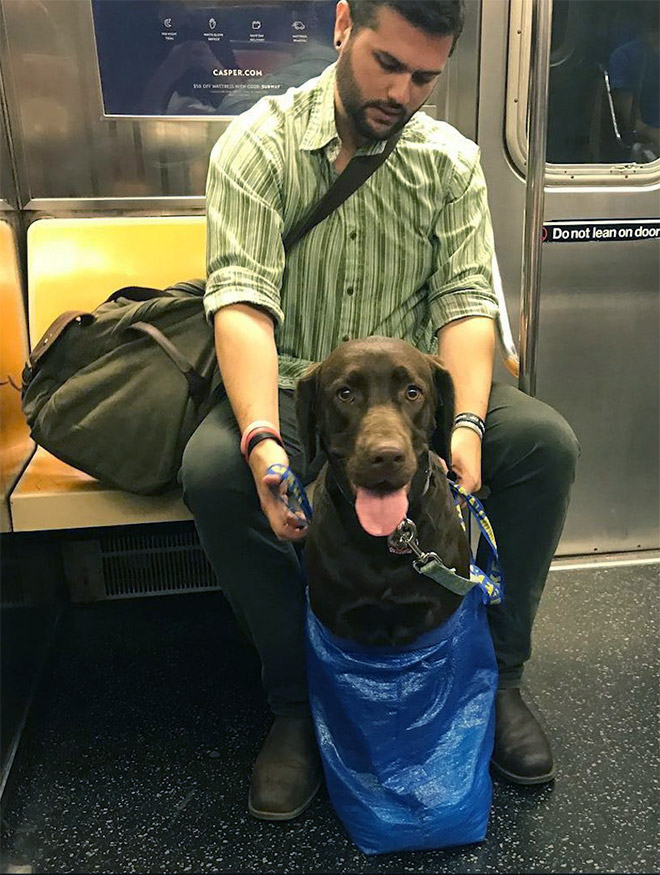 NYC Subway Banned Dogs Unless They Fit In a Bag, So Owners Got Creative