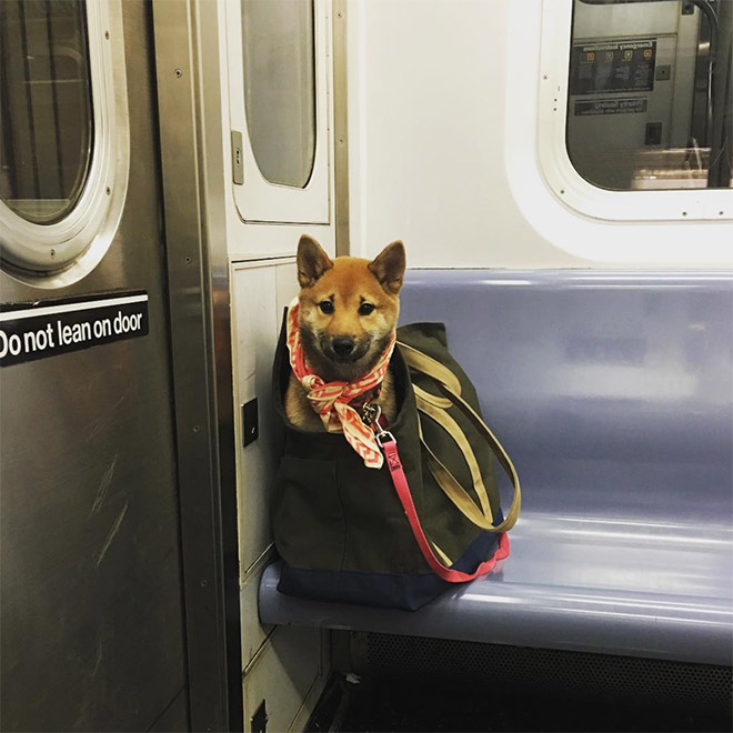 NYC Subway Banned Dogs Unless They Fit In a Bag, So Owners Got Creative