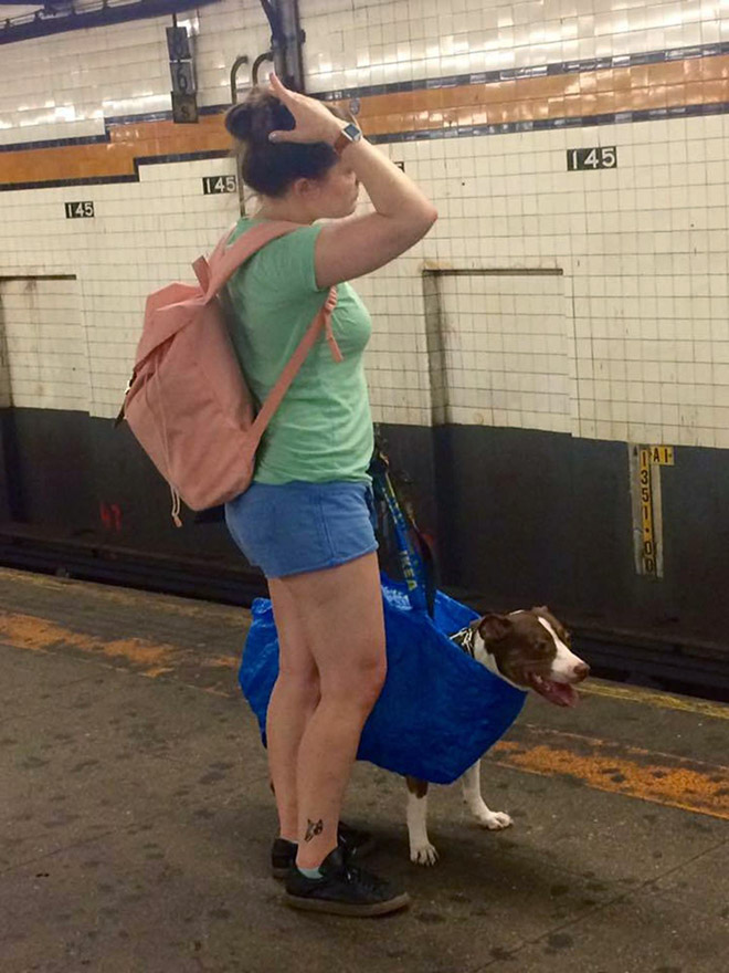 NYC Subway Banned Dogs Unless They Fit In a Bag, So Owners Got Creative