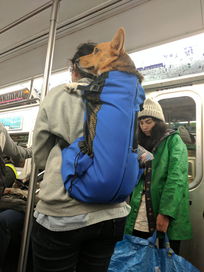NYC Subway Banned Dogs Unless They Fit In a Bag, So Owners Got Creative