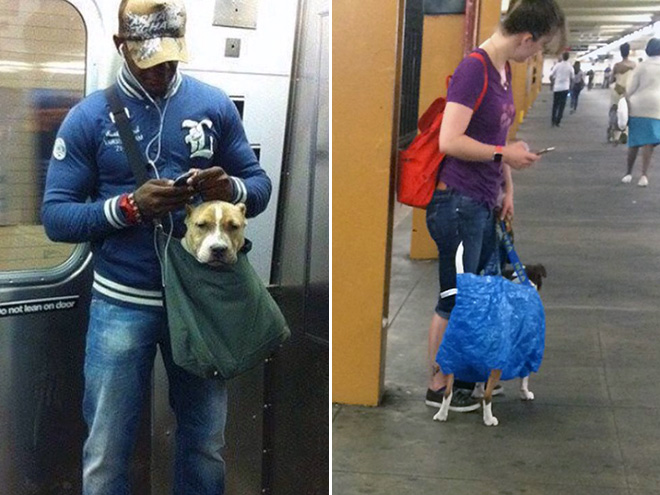 NYC Subway Banned Dogs Unless They Fit In a Bag, So Owners Got Creative