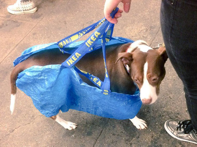 NYC Subway Banned Dogs Unless They Fit In a Bag, So Owners Got Creative