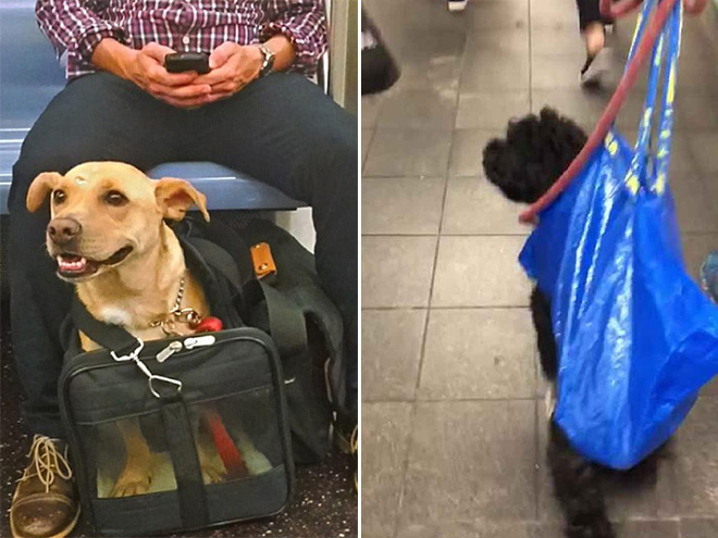 NYC Subway Banned Dogs Unless They Fit In a Bag, So Owners Got Creative