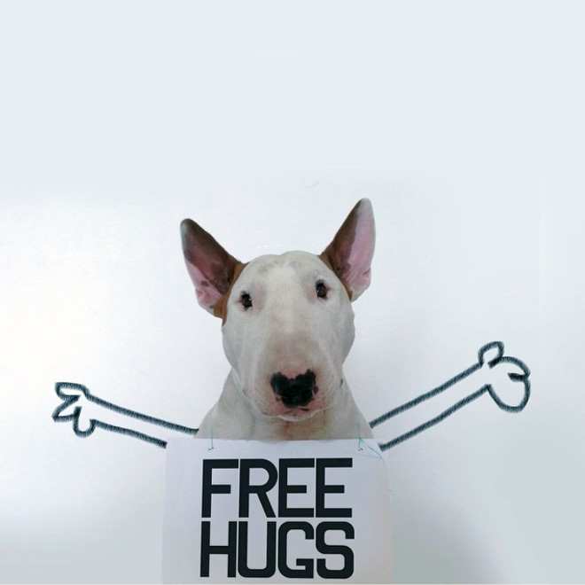 Owner Creates Brilliant Illustrations With His Bull Terrier