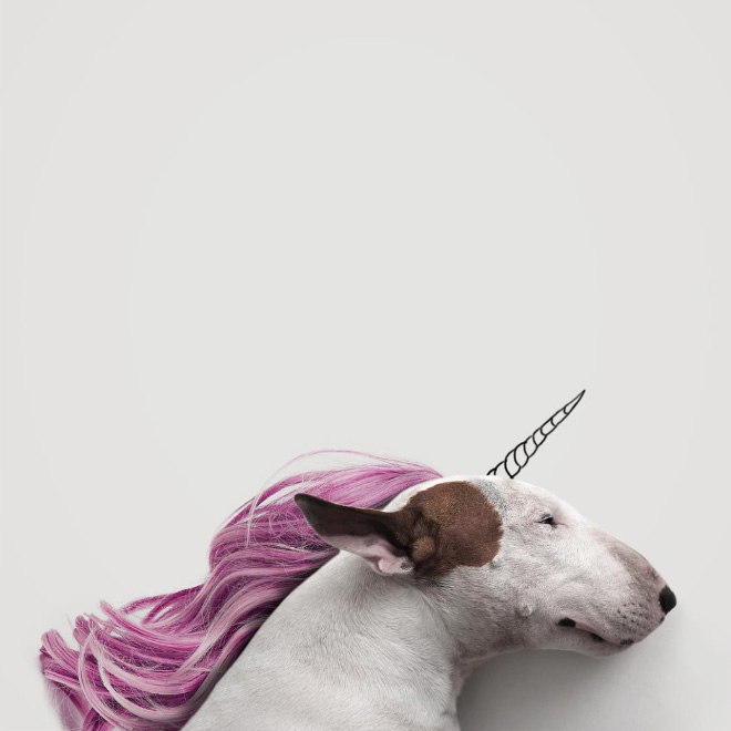 Owner Creates Brilliant Illustrations With His Bull Terrier