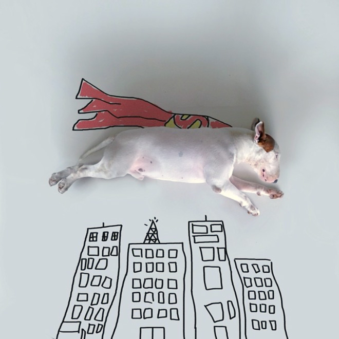 Owner Creates Brilliant Illustrations With His Bull Terrier