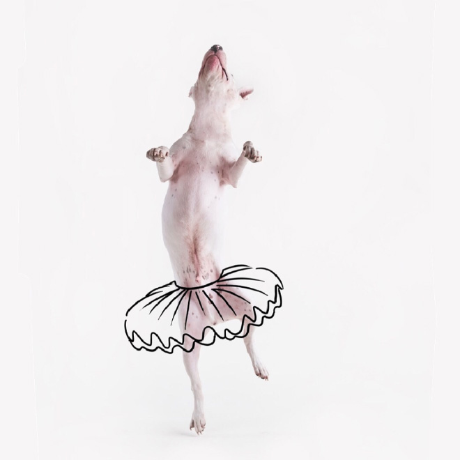Owner Creates Brilliant Illustrations With His Bull Terrier