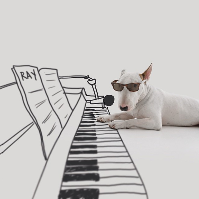 Owner Creates Brilliant Illustrations With His Bull Terrier