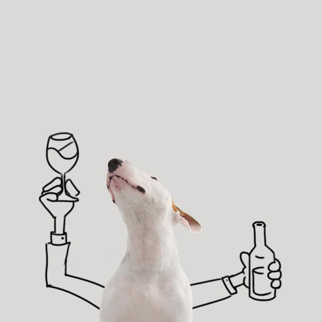Owner Creates Brilliant Illustrations With His Bull Terrier