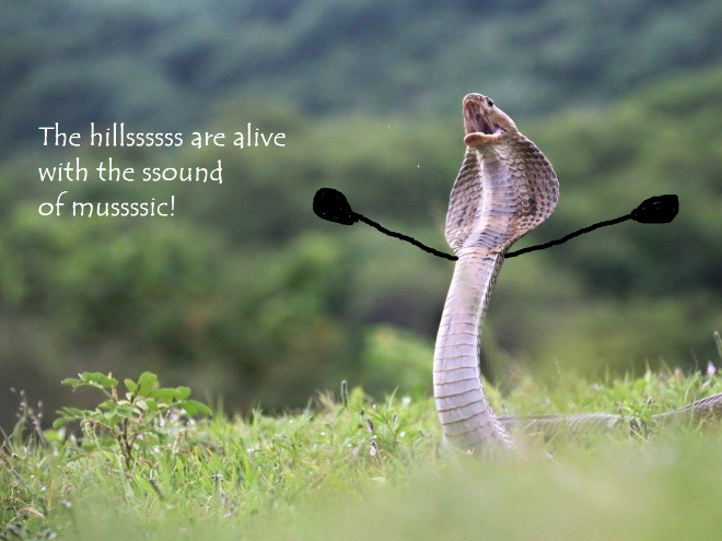 People Are Doodling On Snake Pics, And The Result Is Brilliant