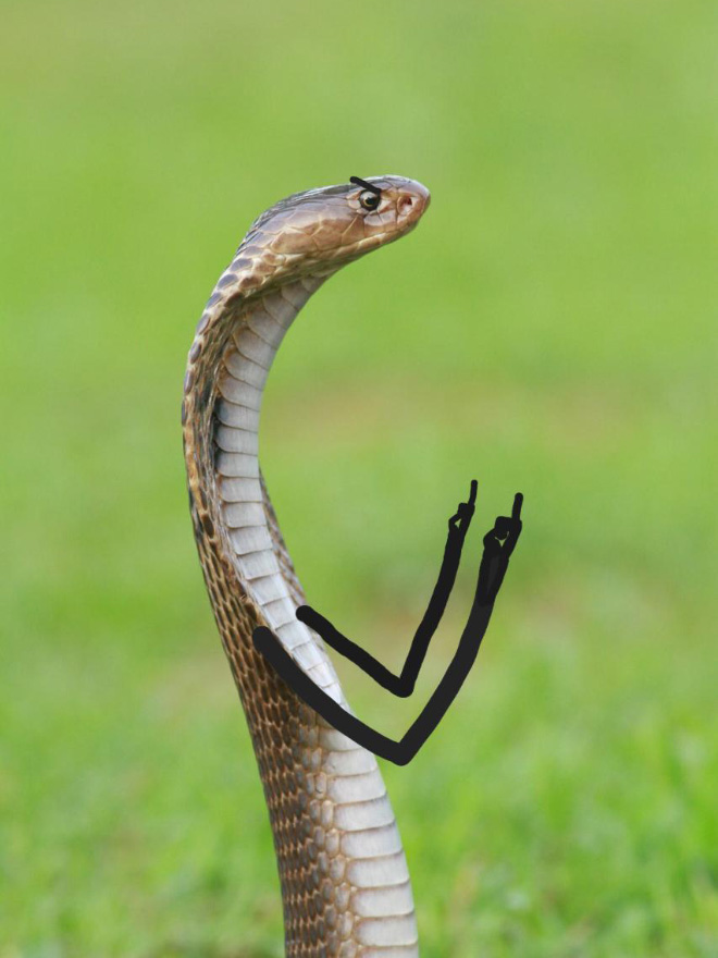 People Are Doodling On Snake Pics, And The Result Is Brilliant