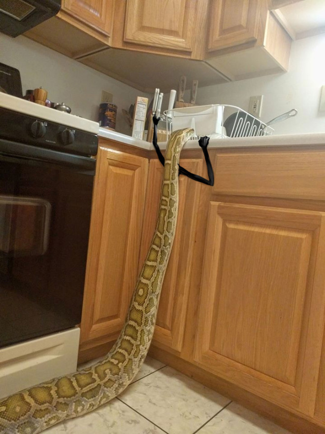 People Are Doodling On Snake Pics, And The Result Is Brilliant