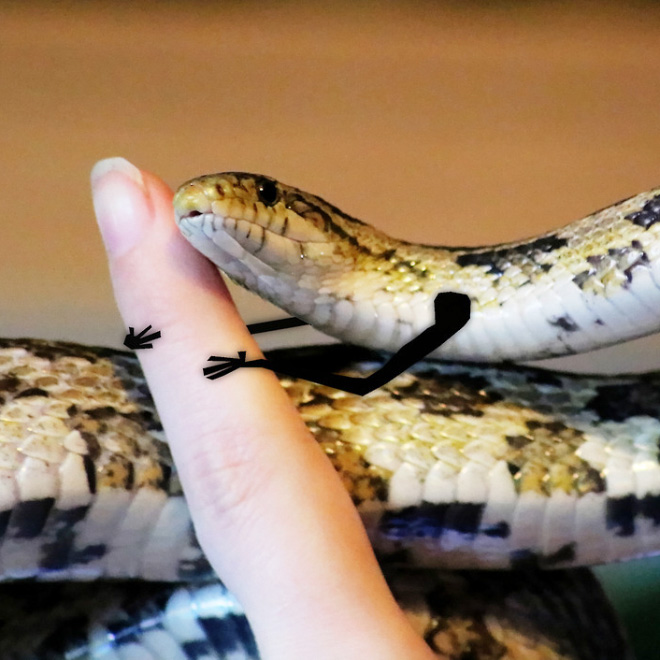 People Are Doodling On Snake Pics, And The Result Is Brilliant