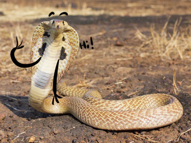 People Are Doodling On Snake Pics, And The Result Is Brilliant