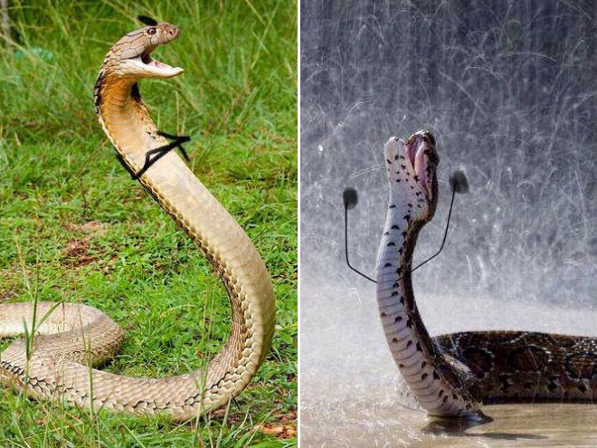 People Are Doodling On Snake Pics, And The Result Is Brilliant