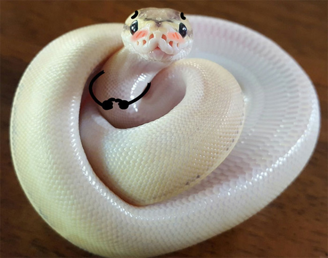 People Are Doodling On Snake Pics, And The Result Is Brilliant