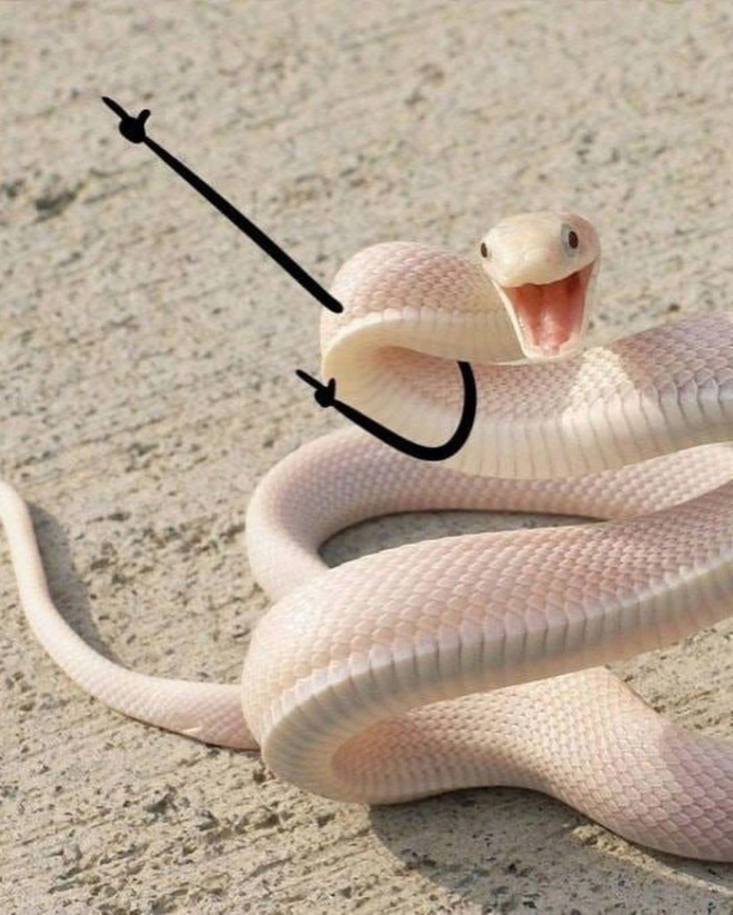 People Are Doodling On Snake Pics, And The Result Is Brilliant