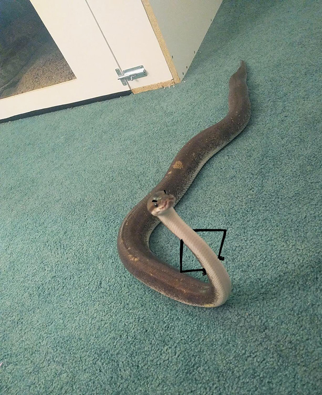 People Are Doodling On Snake Pics, And The Result Is Brilliant