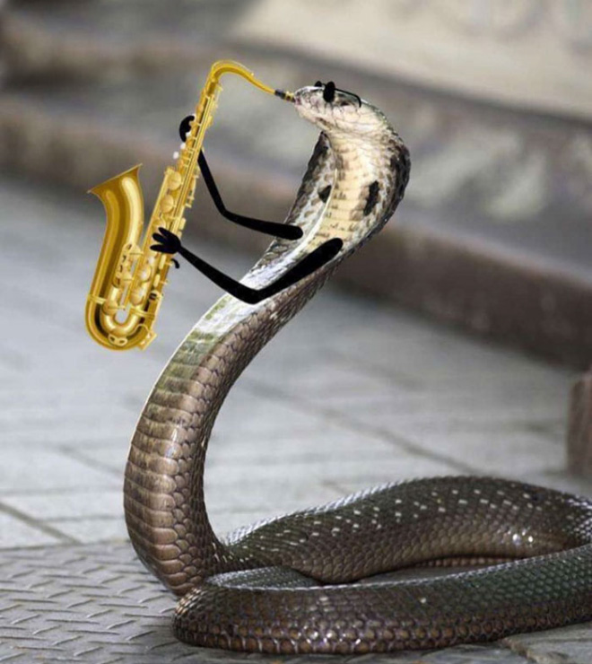 People Are Doodling On Snake Pics, And The Result Is Brilliant