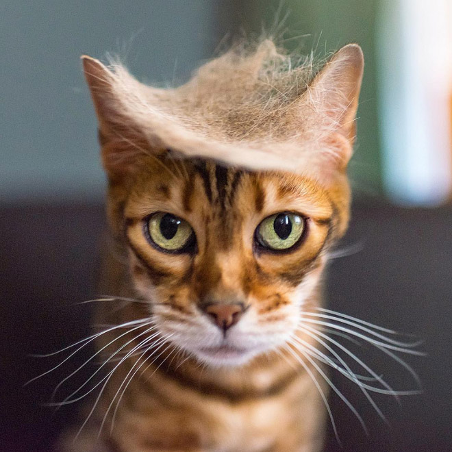 People Are Making Trump Cats by Creating Toupees From Their Own Fur