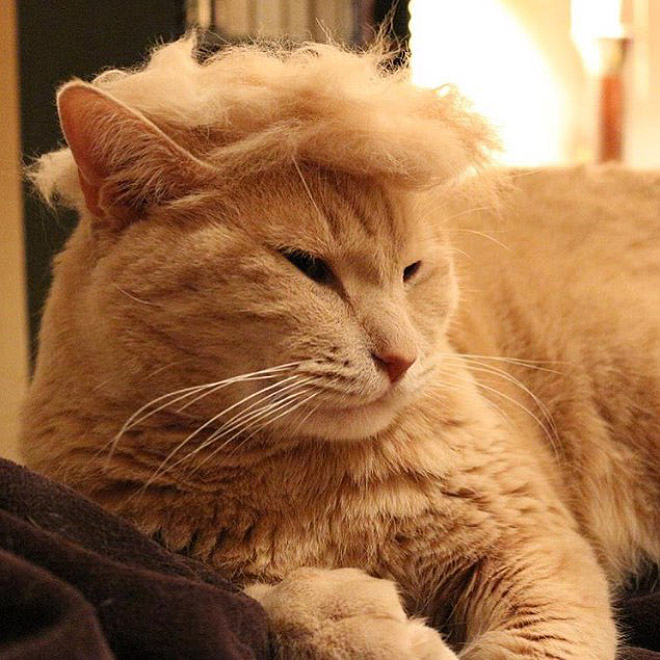 People Are Making Trump Cats by Creating Toupees From Their Own Fur