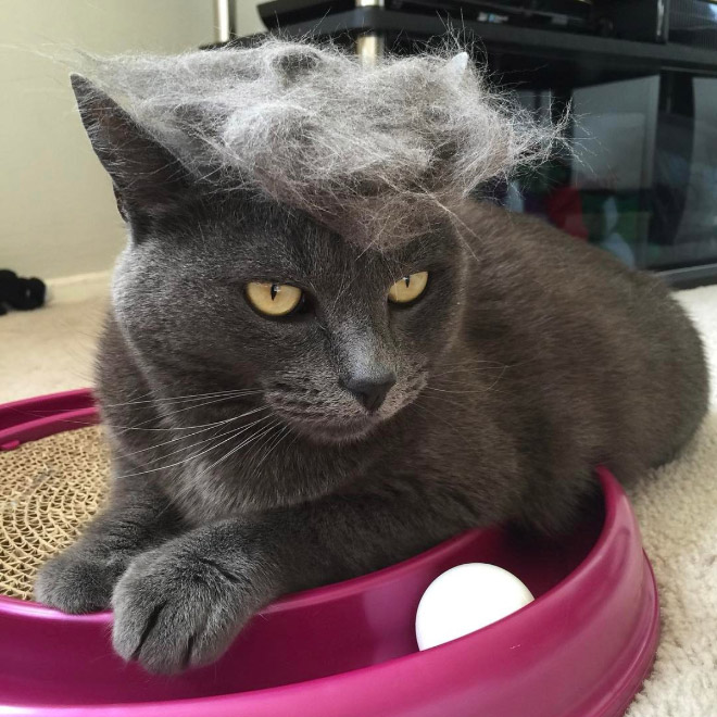 People Are Making Trump Cats by Creating Toupees From Their Own Fur