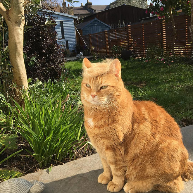 People Are Making Trump Cats by Creating Toupees From Their Own Fur