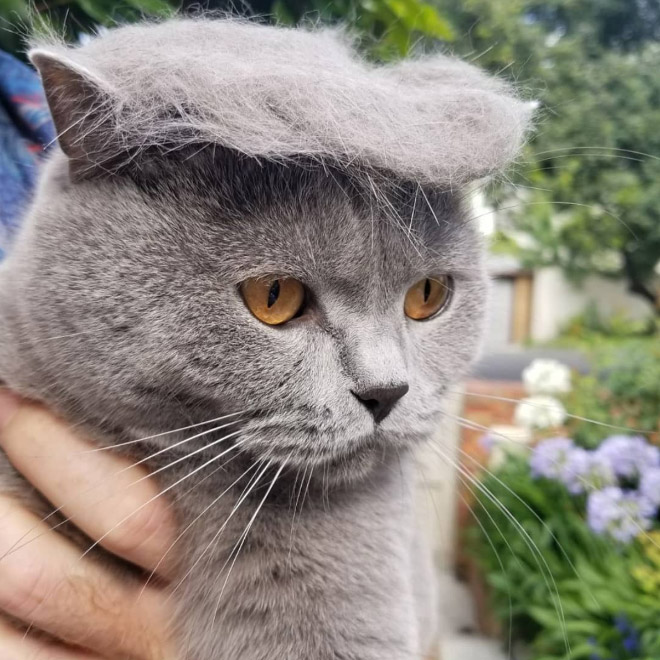 People Are Making Trump Cats by Creating Toupees From Their Own Fur