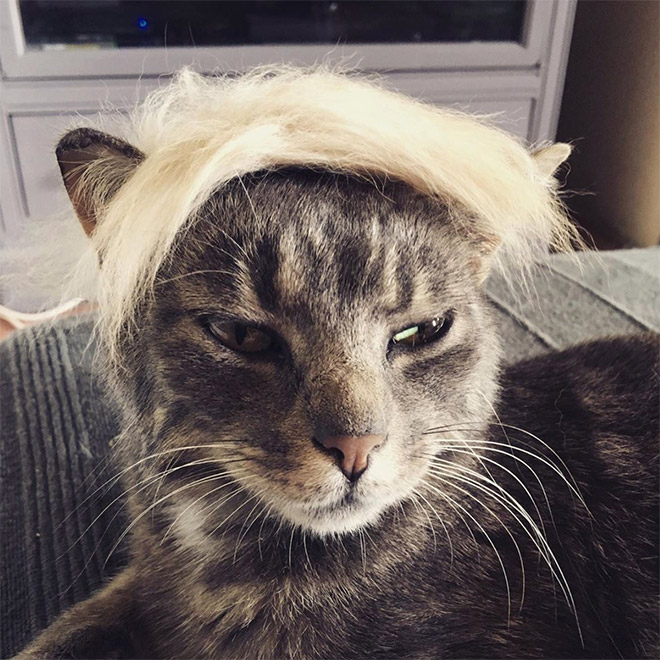 People Are Making Trump Cats by Creating Toupees From Their Own Fur