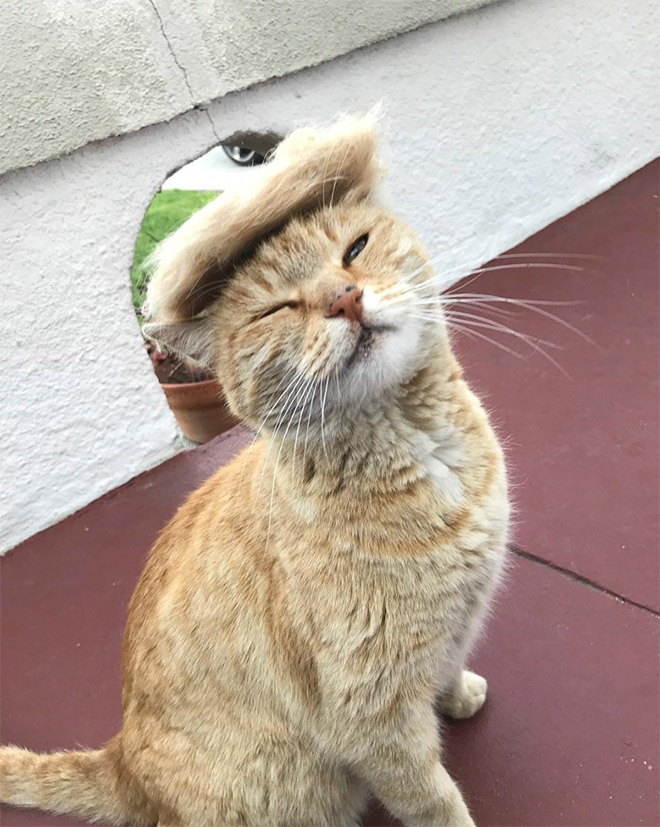 People Are Making Trump Cats by Creating Toupees From Their Own Fur