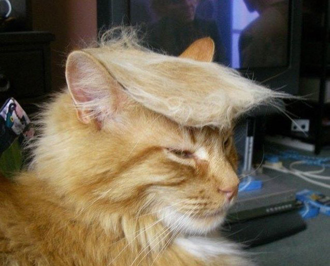 People Are Making Trump Cats by Creating Toupees From Their Own Fur