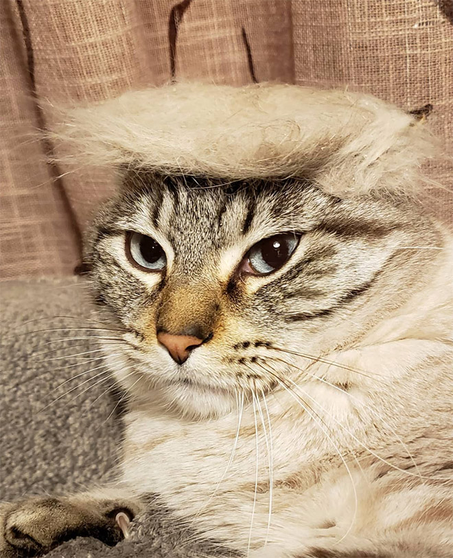 People Are Making Trump Cats by Creating Toupees From Their Own Fur