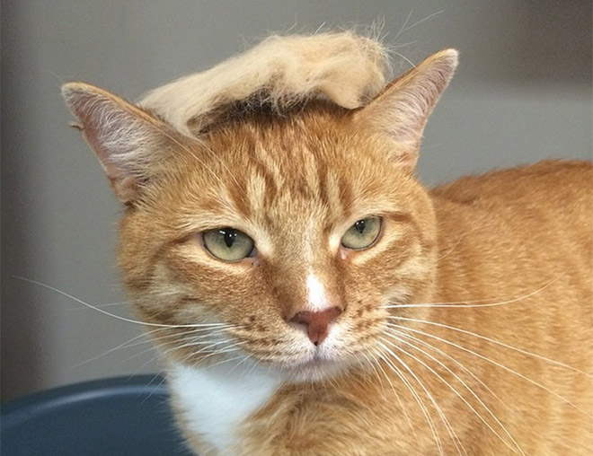 People Are Making Trump Cats by Creating Toupees From Their Own Fur