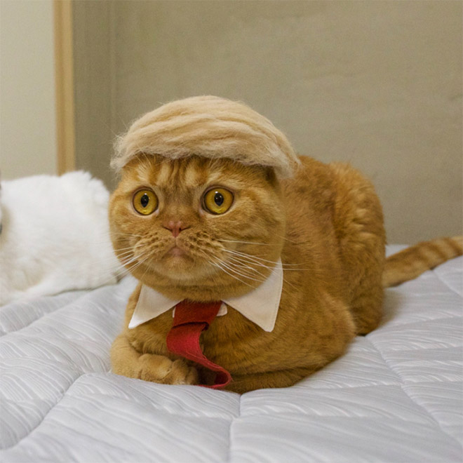 People Are Making Trump Cats by Creating Toupees From Their Own Fur