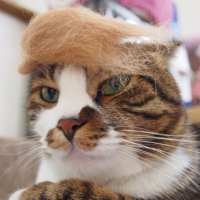 People Are Making Trump Cats by Creating Toupees From Their Own Fur