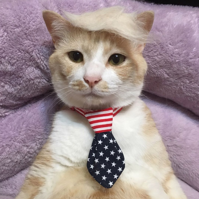 People Are Making Trump Cats by Creating Toupees From Their Own Fur