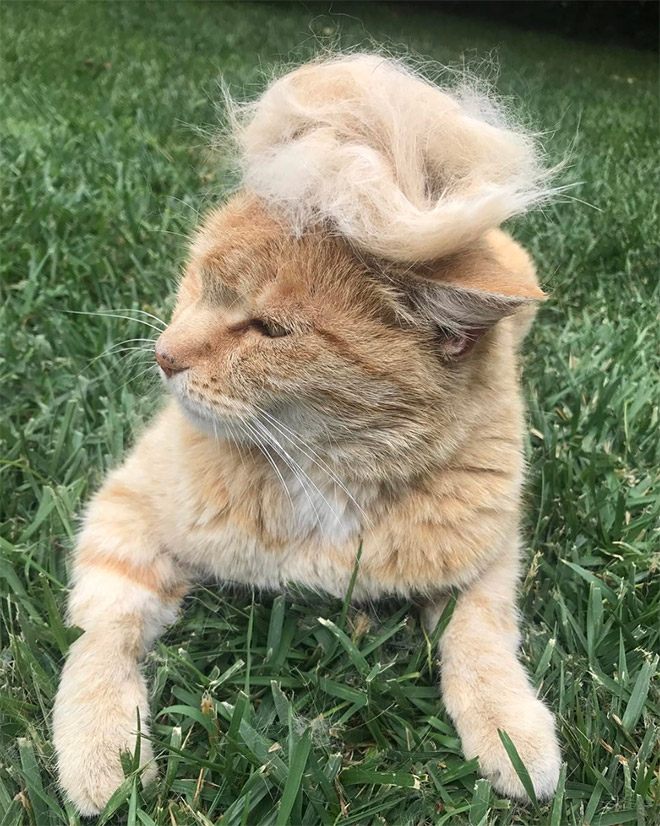 People Are Making Trump Cats by Creating Toupees From Their Own Fur