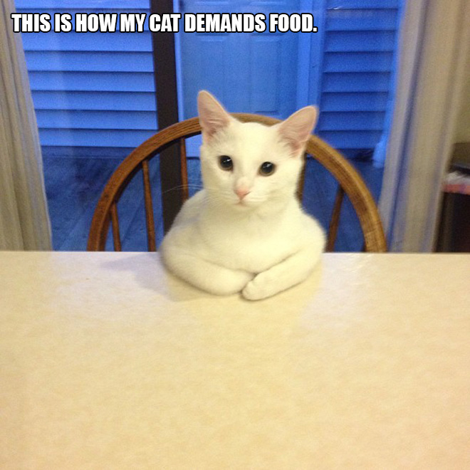 People Sharing Pictures of Their Cats Acting Weird