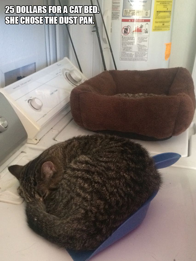 People Sharing Pictures of Their Cats Acting Weird
