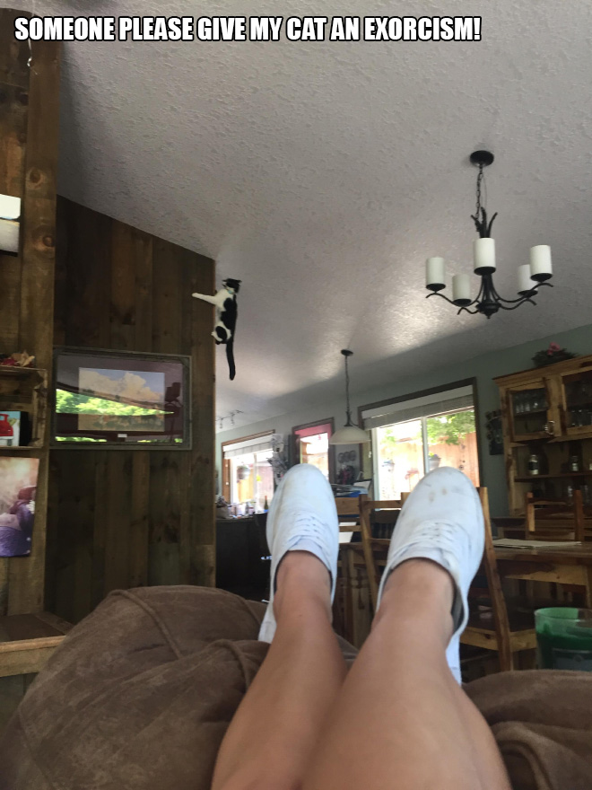 People Sharing Pictures of Their Cats Acting Weird